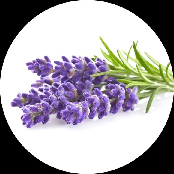lavenderoseshop